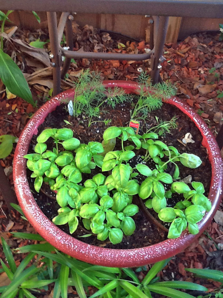 It's a Dog's Life Our little herb farm in Houston