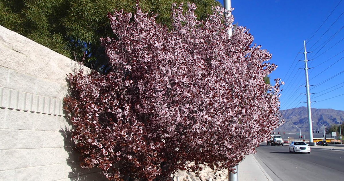 Xtremehorticulture of the Desert Why in Las Vegas Fruitless Plums are