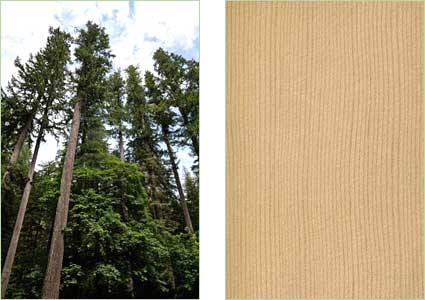 nome di alberi simili ai platani