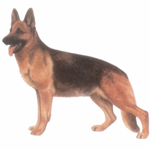 Vinilo Aleman Historieta Del Perro Pastor Para Colorear Pixerstick