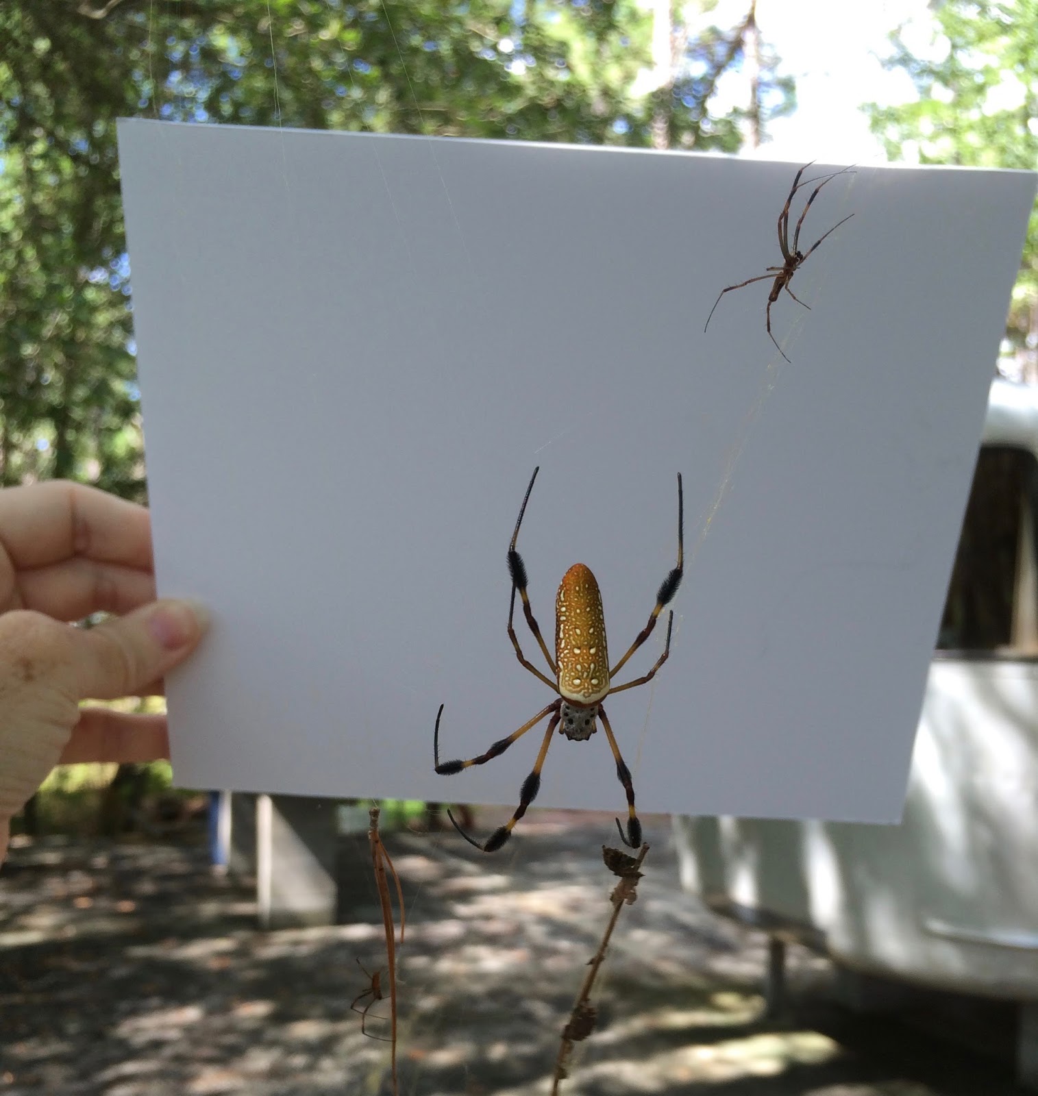 Beachton Blank Works Can I knit spider silk? (Trigger Warning Photo