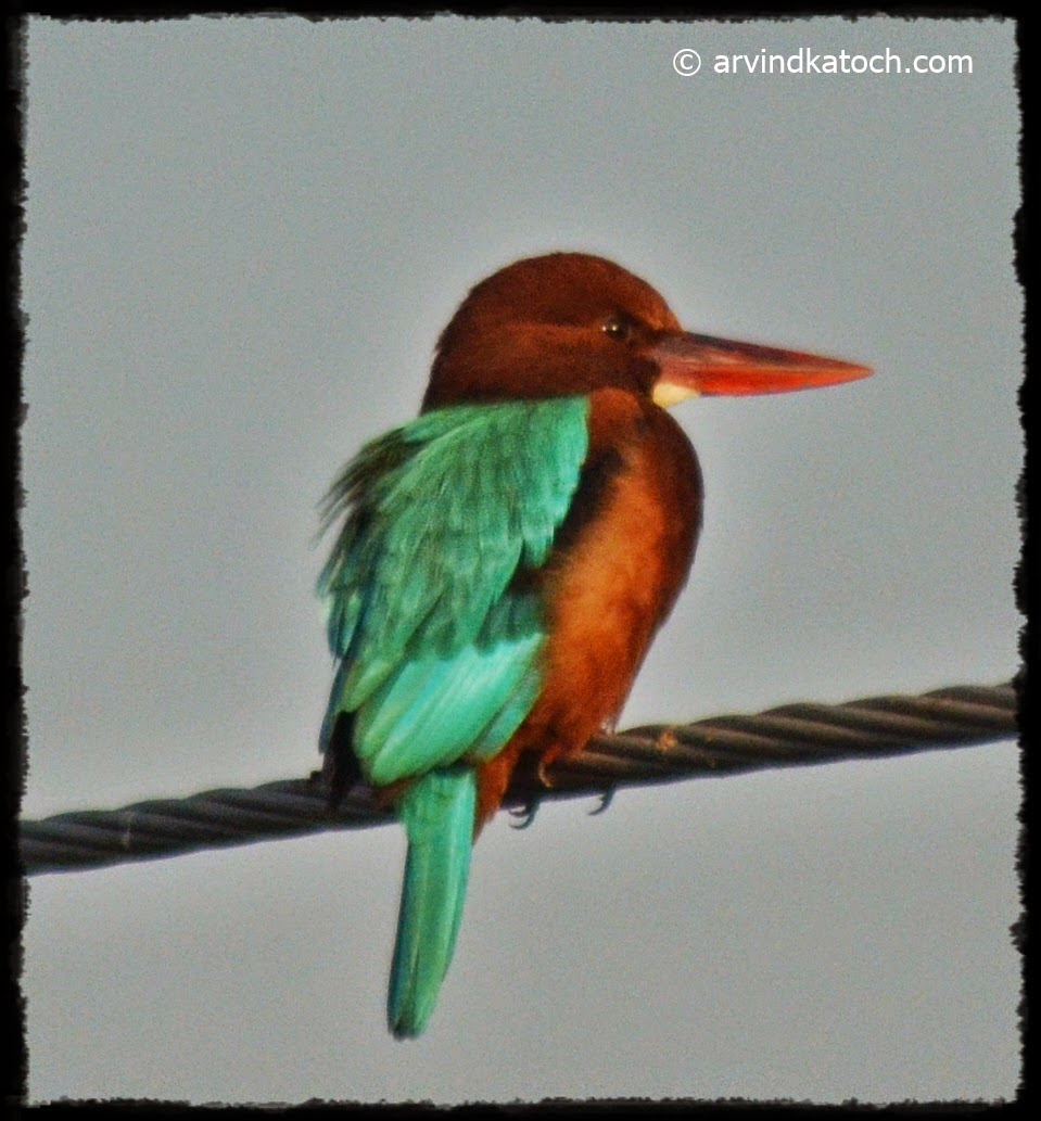 White Throated Kingfisher, Wire