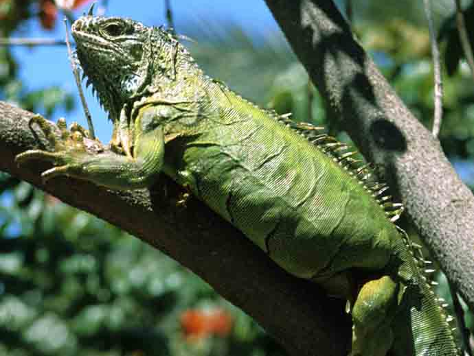Kawanua Reptile Shop Cara Menentukan Jenis Kelamin Iguana 