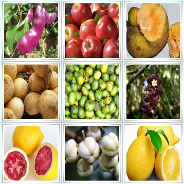 Фото фруктов и их названия. Иностранные фрукты. Плодовые названия. Экзотические фрукты и их названия. Фрукты которые растут на Урале.