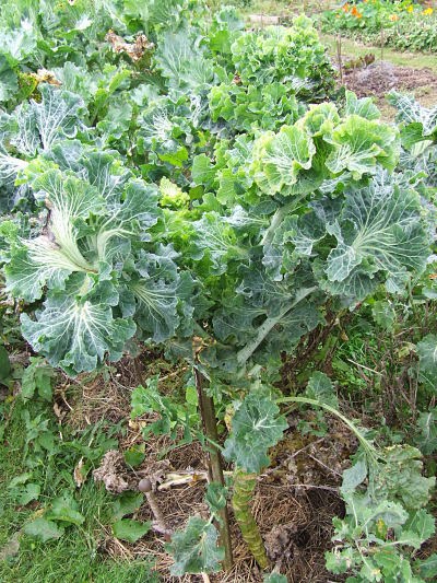 Portuguese Kale - The Backyard Larder