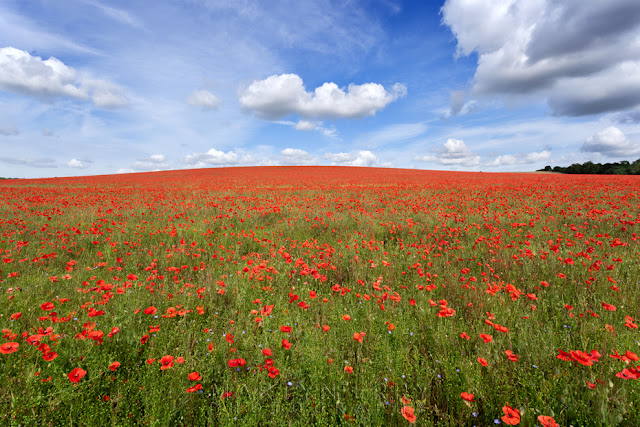 Bright red poppies in the morning sun under a blue sky and white clouds outside Royston in Hertfordshire by Martyn Ferry Photography