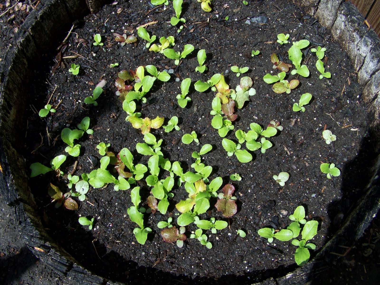 Annie's Kitchen Garden: May 7, 2011 - This Week in the Garden