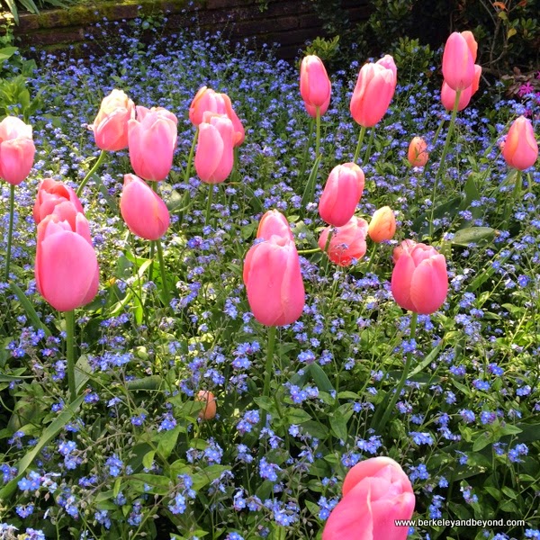 giant pink tulips in bloom at Filoli in Woodside, California giant pink tulips in bloom at Filoli in Woodside, California
