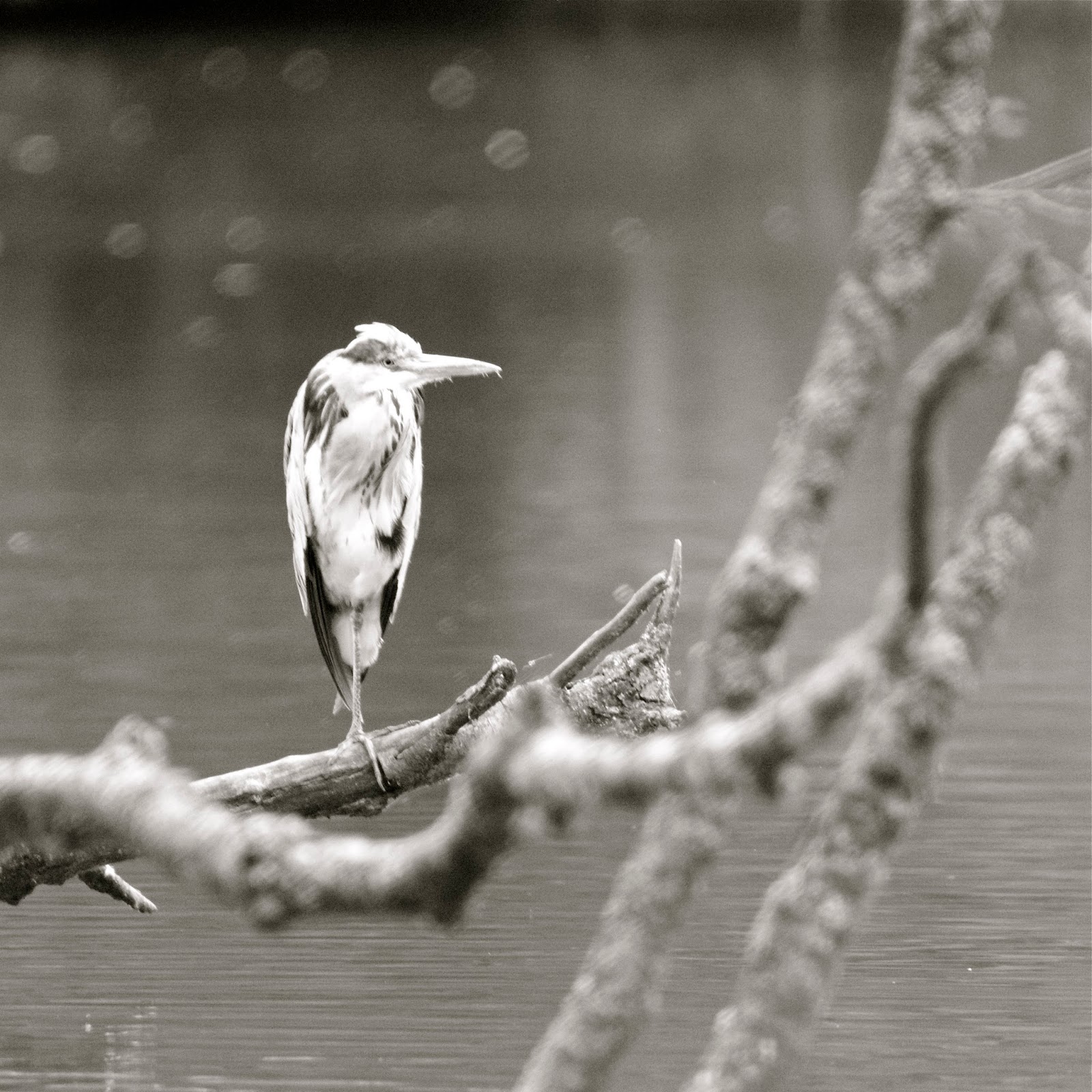 Welcome To My Weiglworld Juli 2015