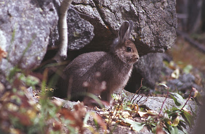 conejo de montaña Sylvilagus nuttallii