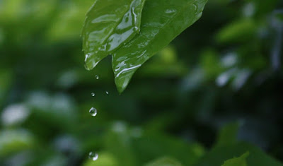 water droplets from tree
