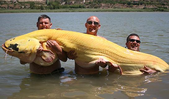 SPAIN: huge albino wels catfish