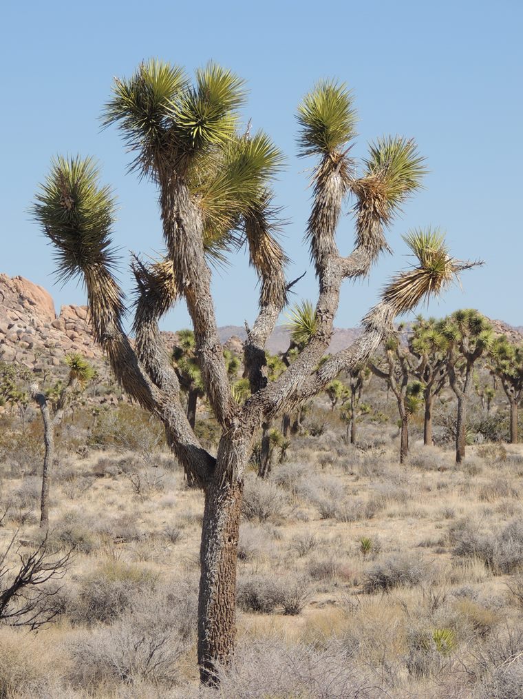 Ken Cross in Canada 2012 birds, nature & birds Joshua Tree National