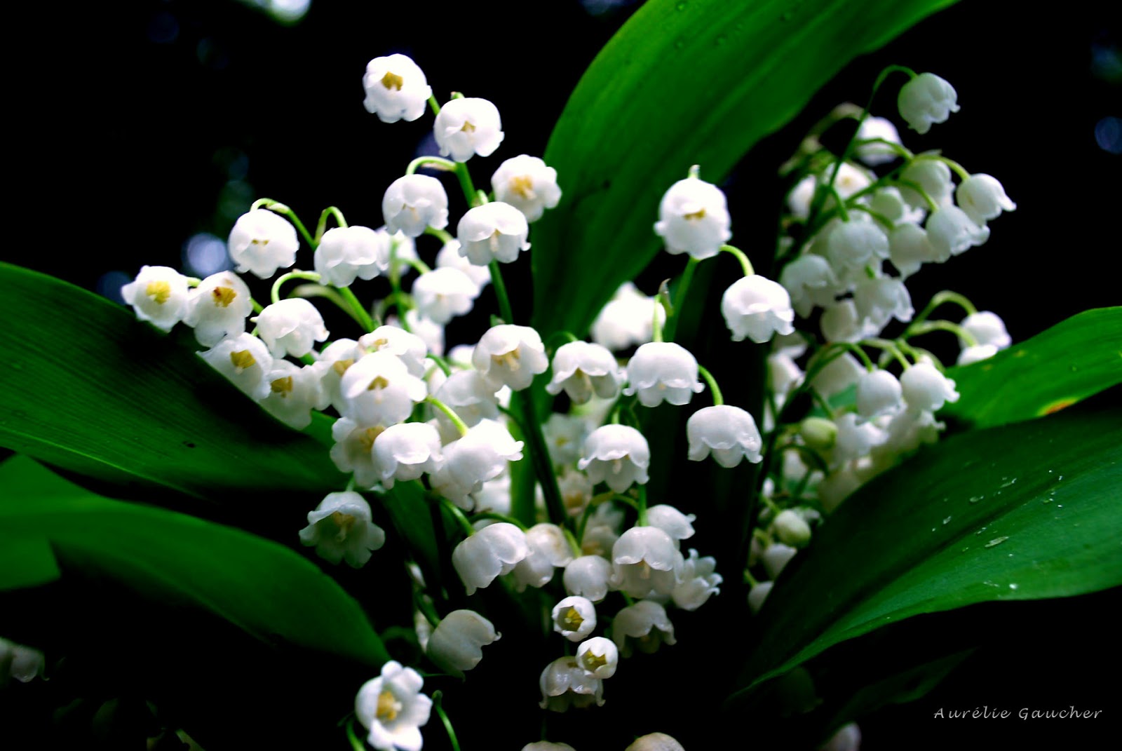 PZ C: bouquet de muguet