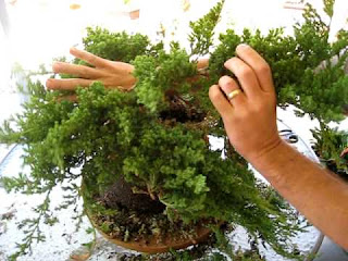 How To Propagate Dwarf Juniper