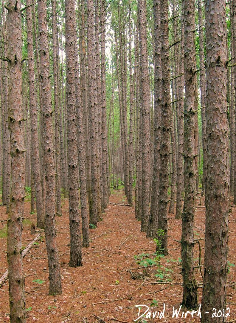 Camping and Hiking in the National Forest