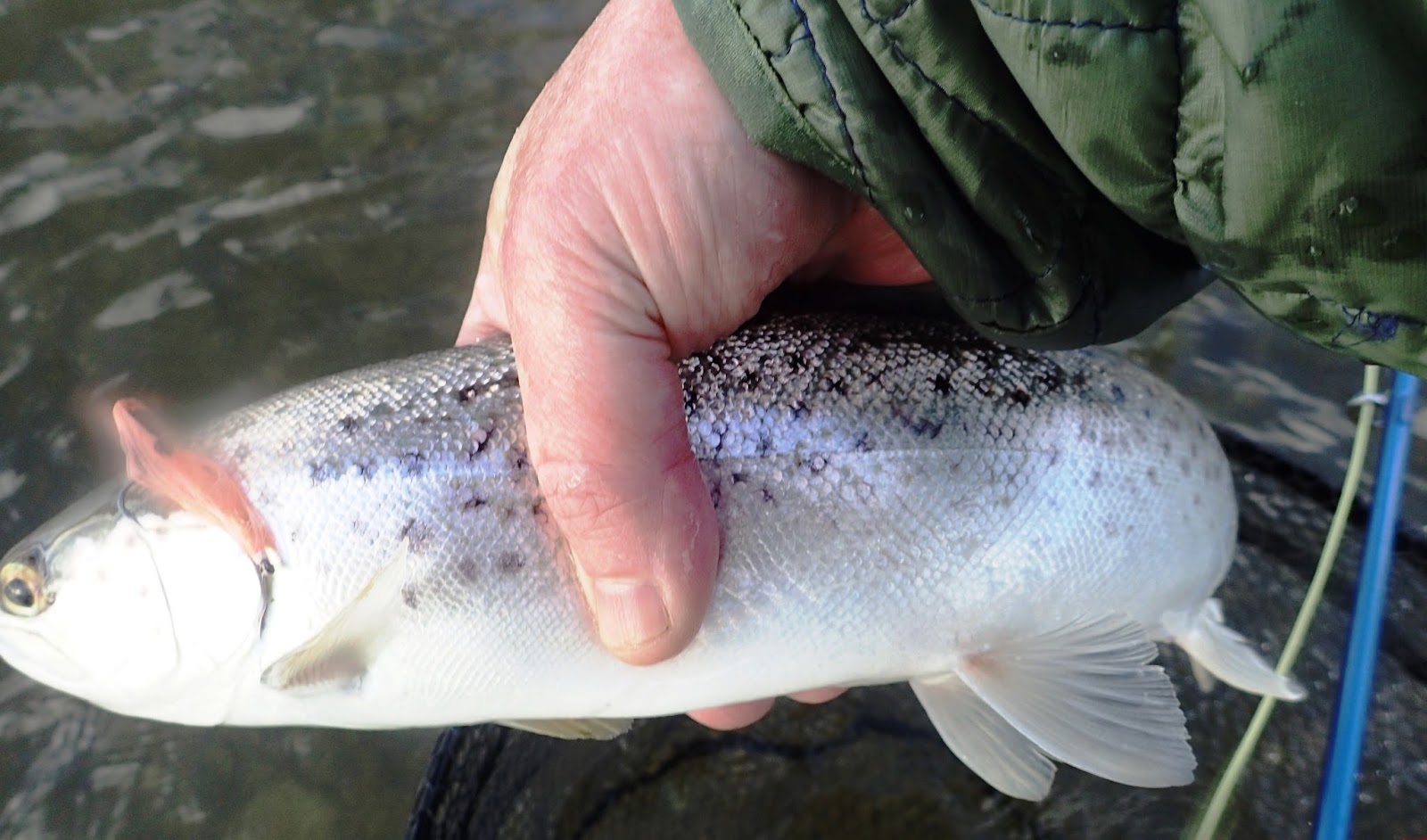 Tide Lines Martin's fishing blog Pink to make the Trout wink