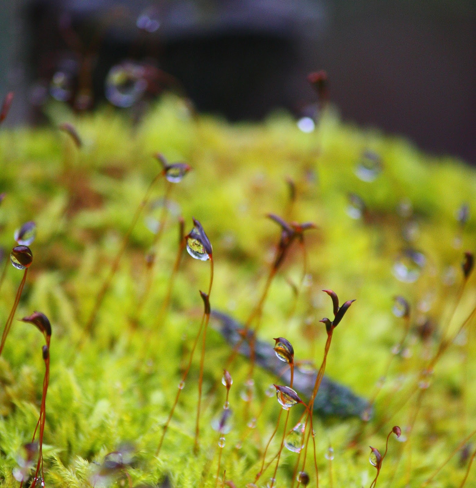 Susan Mayer's Haven Moss seta