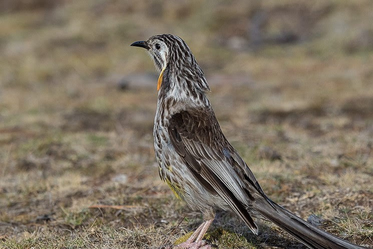 Ανθόχειρα Ορνιθοπανίδα