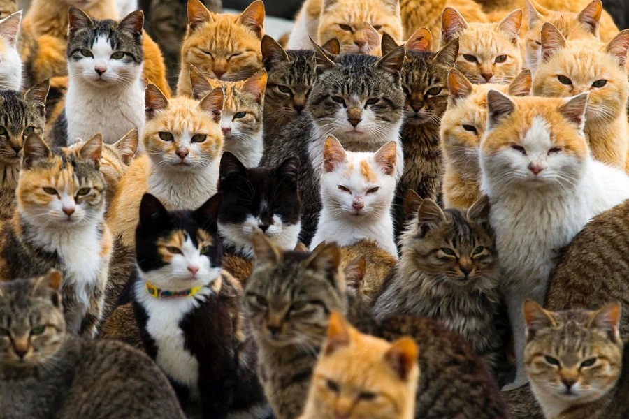 Cat Island (Aoshima), Japan - An Island that is Home To Thousands of Cats