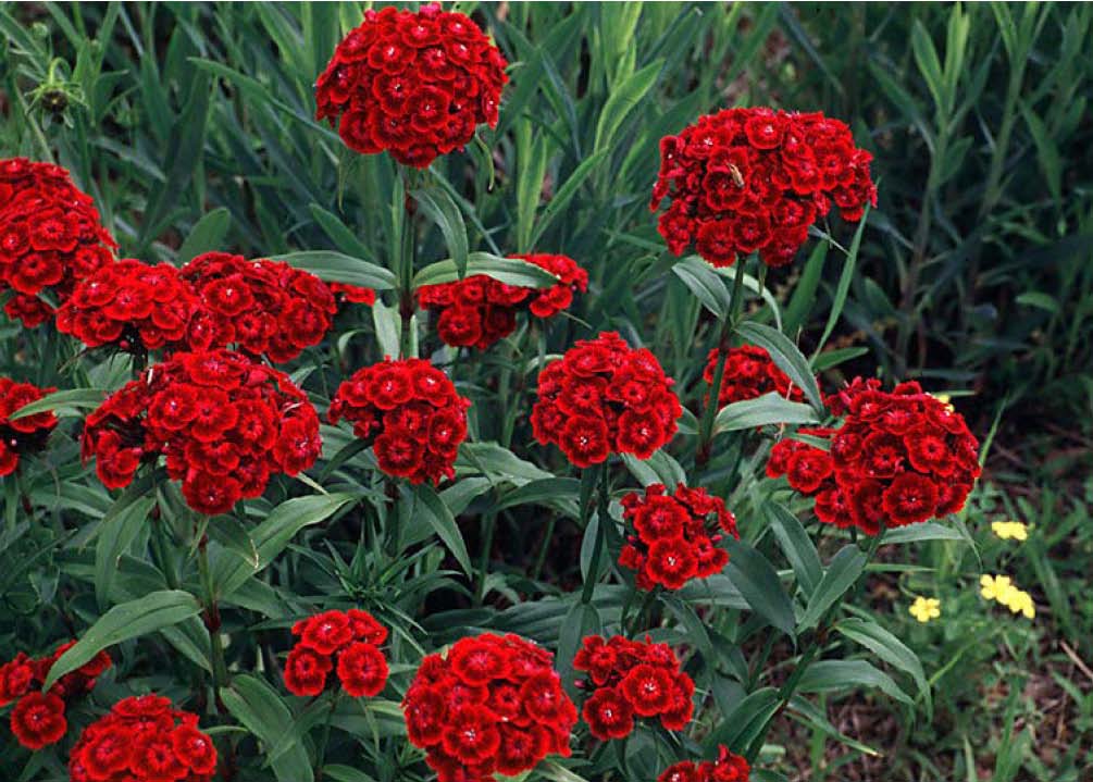 Beechwood Landscape Architecture and Construction Sweet William