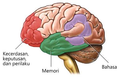 Area otak yang dipengaruhi Alzheimer