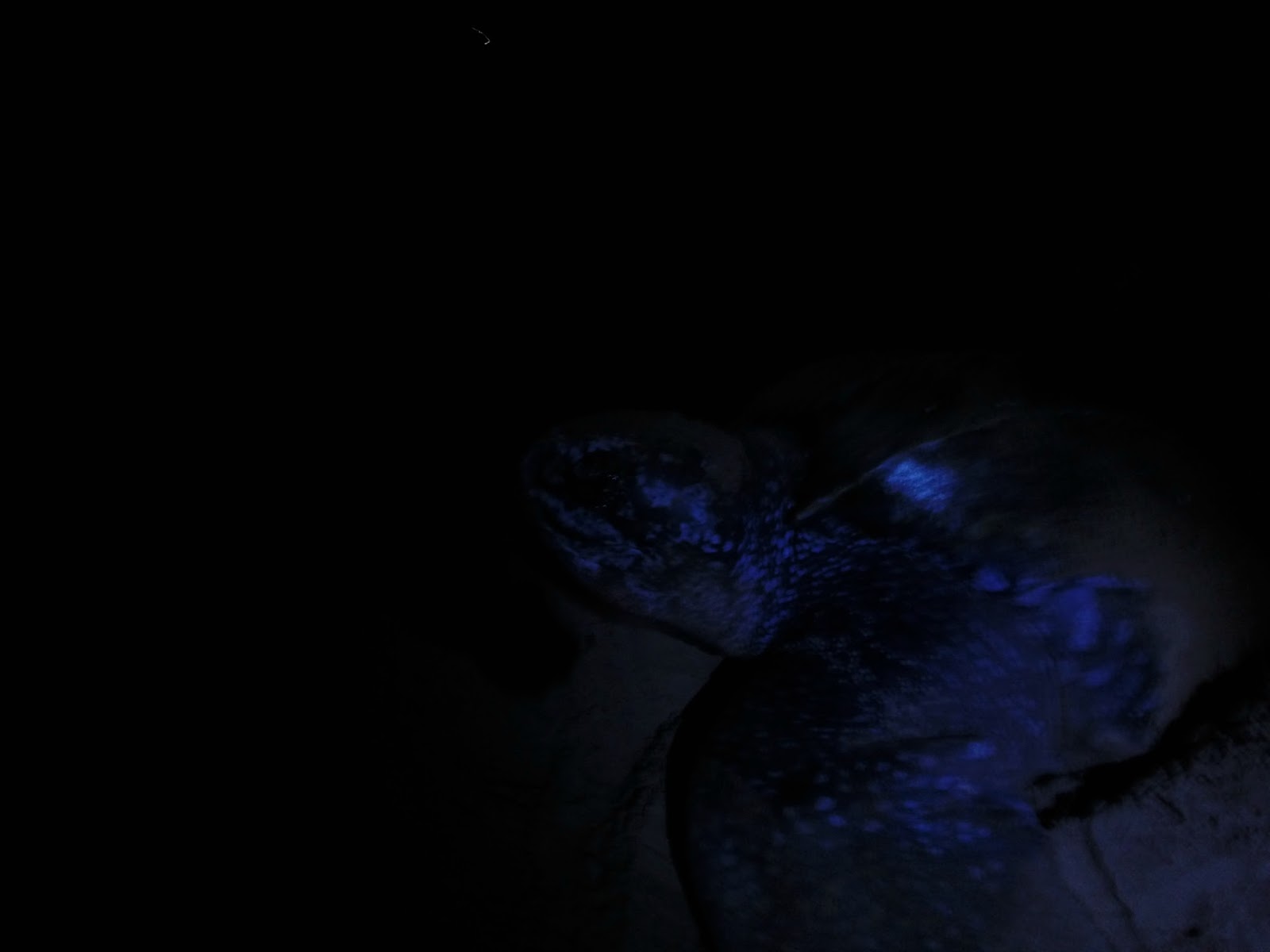 Venezuela con Mochila Mi encuentro con las tortugas de Paria