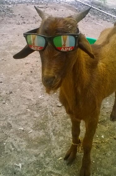 buhari goats apc