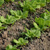 How to prepare the soil for vegetables?|| सब्जियों के लिये मिट्टी कैसे तैयार करें ?