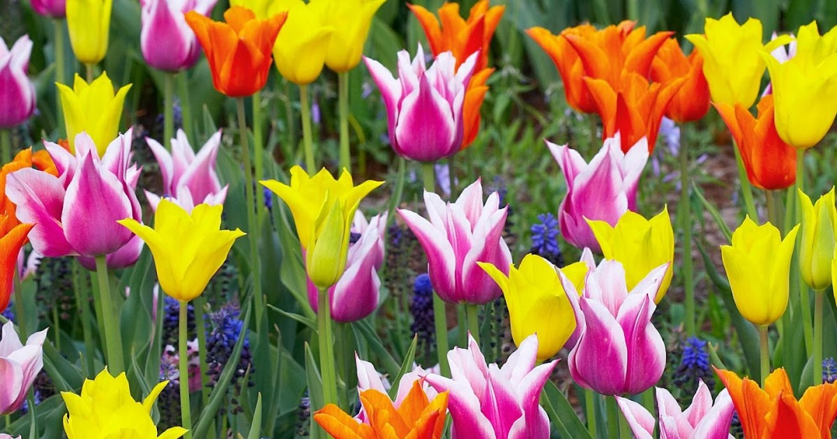 Tulipa gesneriana «tulipán» - Id Plantae