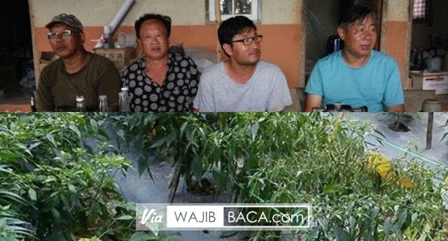 Antisipasi Penyebaran Semakin Meluas, Kementan Perketan Peredaran Cabai Berbakteri Antisipasi Penyebaran Semakin Meluas, Kementan Perketan Peredaran Cabai Berbakteri