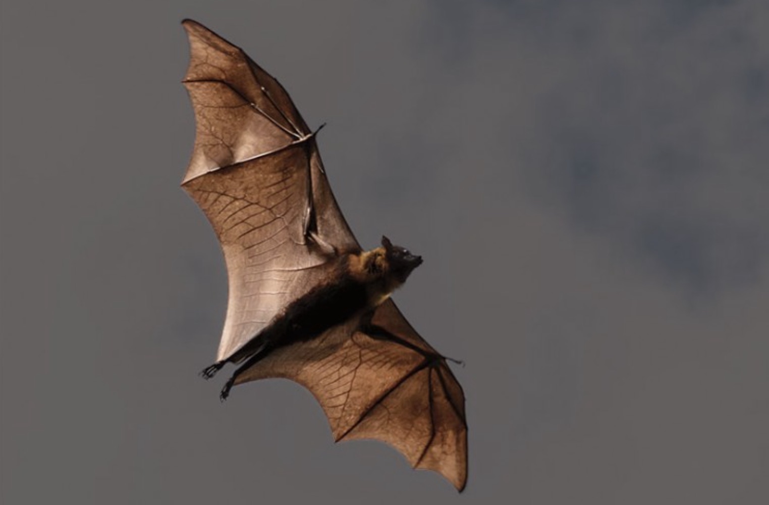 PA Environment Digest Blog Brandywine Conservancy Bat Conservation