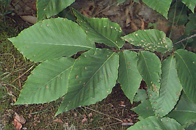trees of america Haya americana Fagus grandifolia
