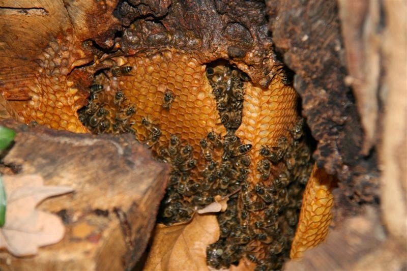 Nid d'abeilles : sa construction et son organisation ⋆ au refuge
