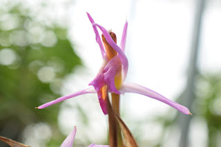 , Visita alle serre di Giulio Celandroni, diarid'orchidee