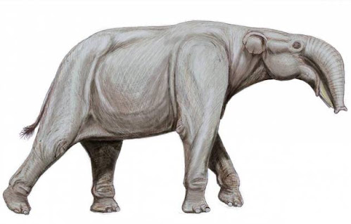 elefante extinto Prodeinotherium