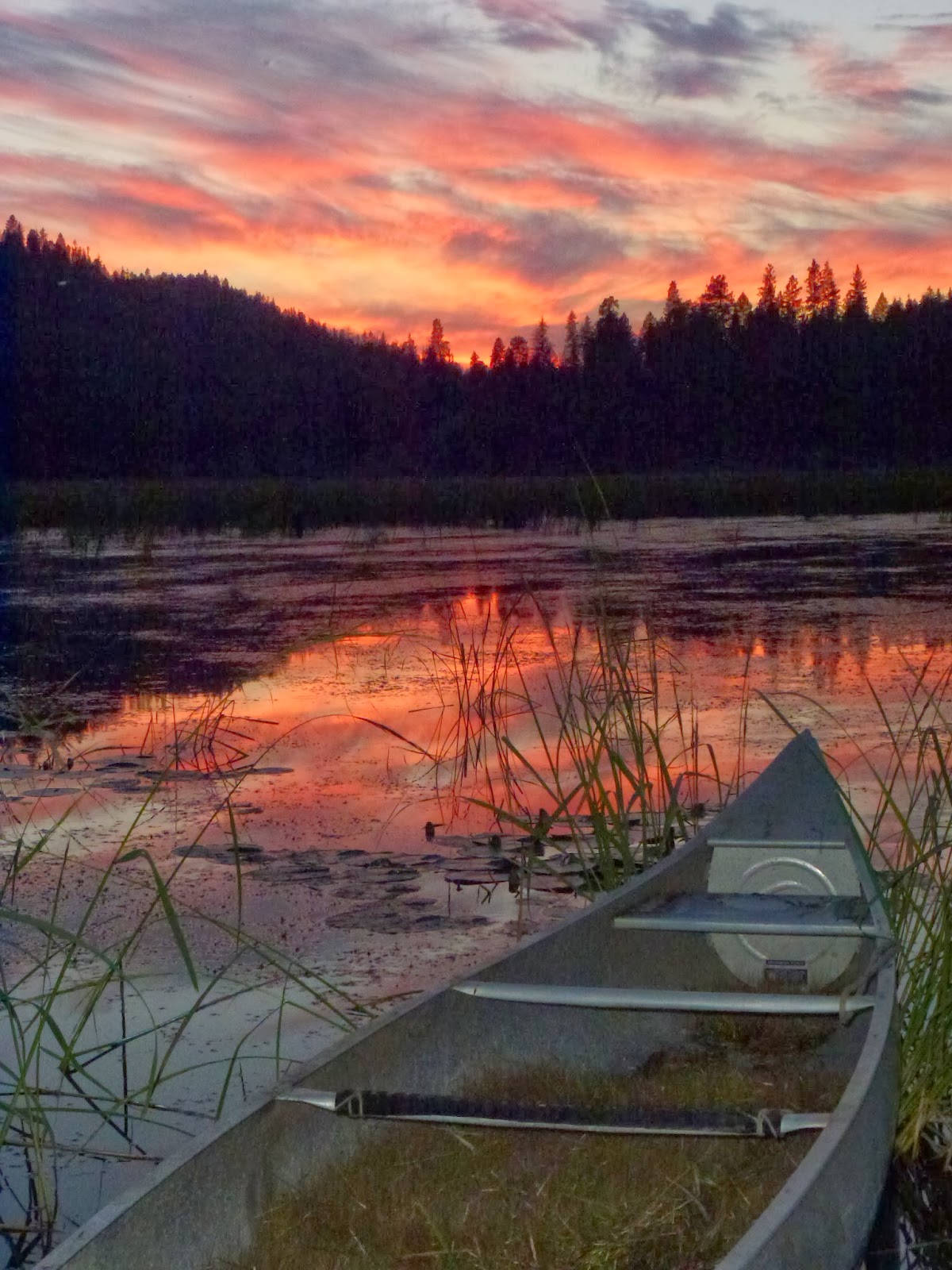 Wild Harvests Wild Rice Cascadian Style