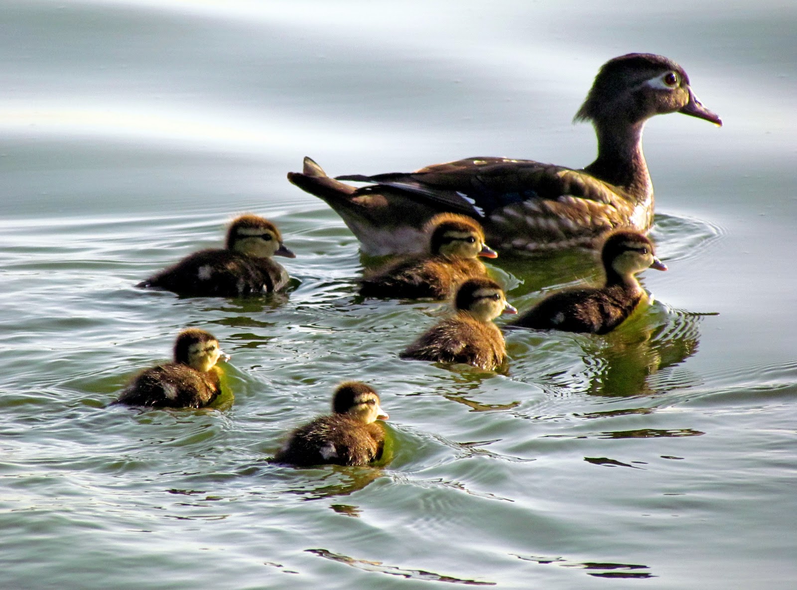 Andrew J Smith's Photojournal Female Wood Duck & Her Chicks 6/13