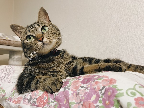 ベッドでくつろいでるキジトラ猫