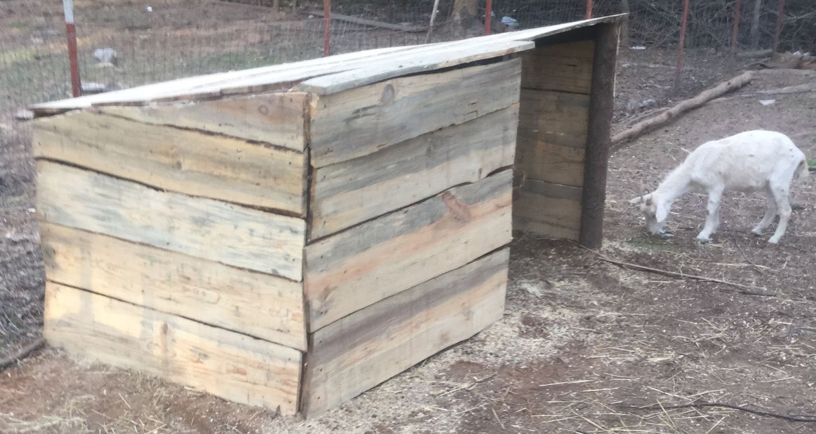 Countrified Hicks Construction Of New Goat Shelter Countrified Hicks Construction Of New Goat Shelter