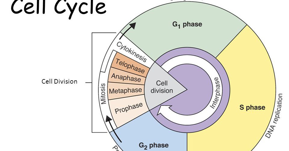 Mr Pereiras Bio Blog Chapter 51 The Cell Cycle Biology Diagrams