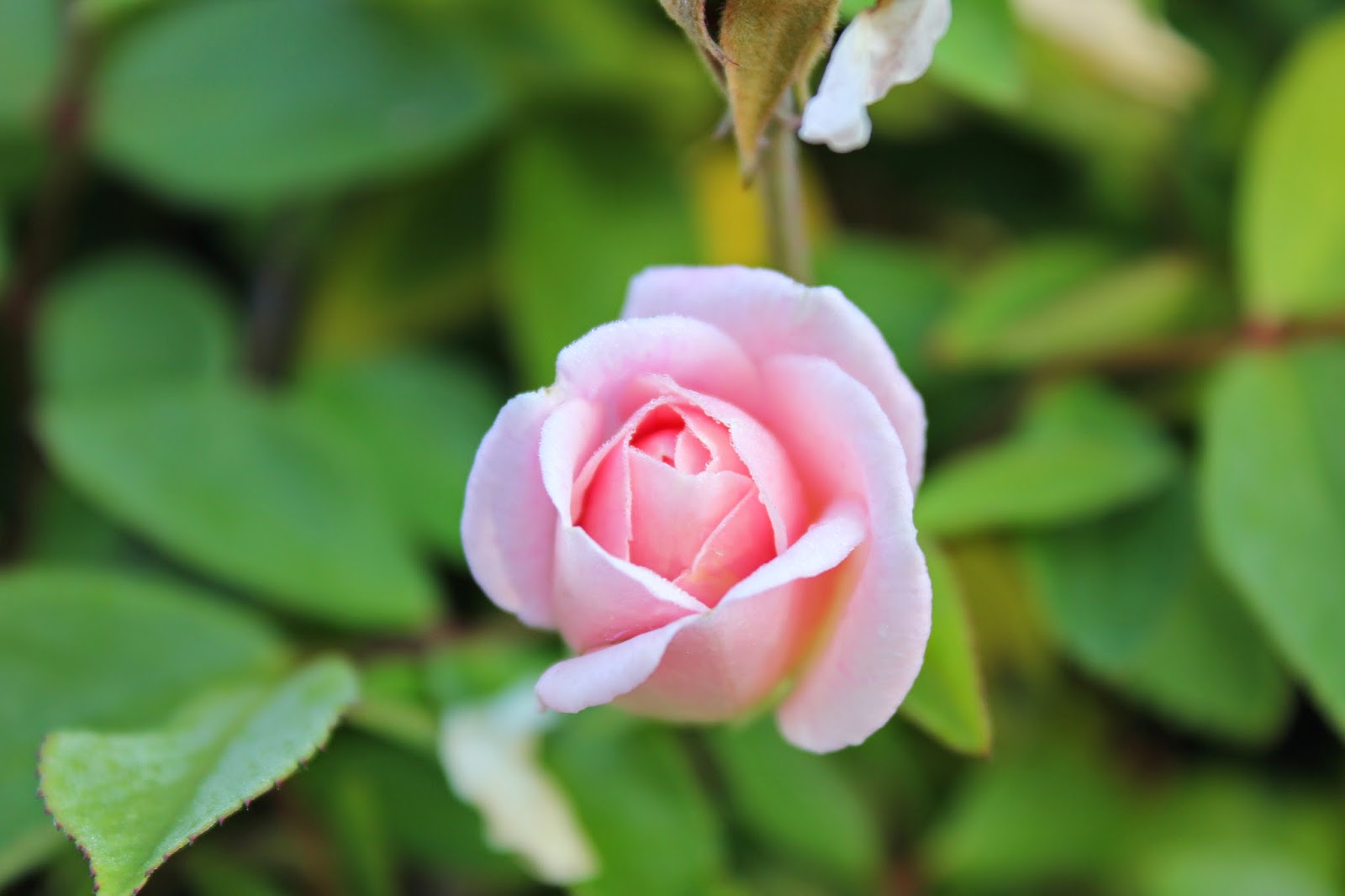 Simply Santa Barbara Sunday Flowers & Breast Cancer Awareness