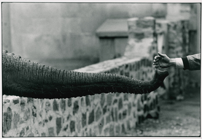 winogrand