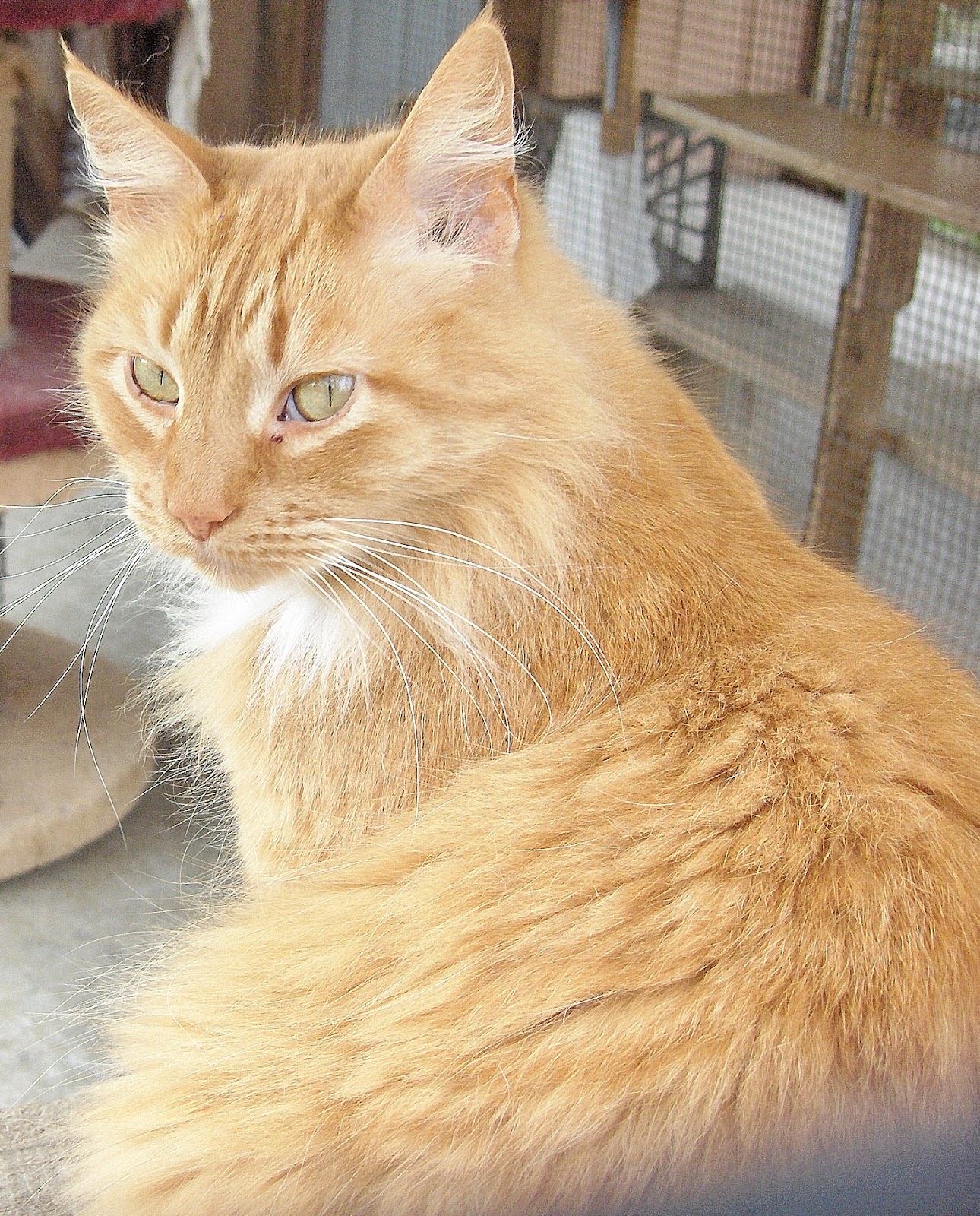 touch of fur March 2012