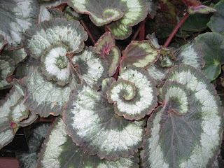 Jardineria, Catalogo de Plantas: Begonia Rex