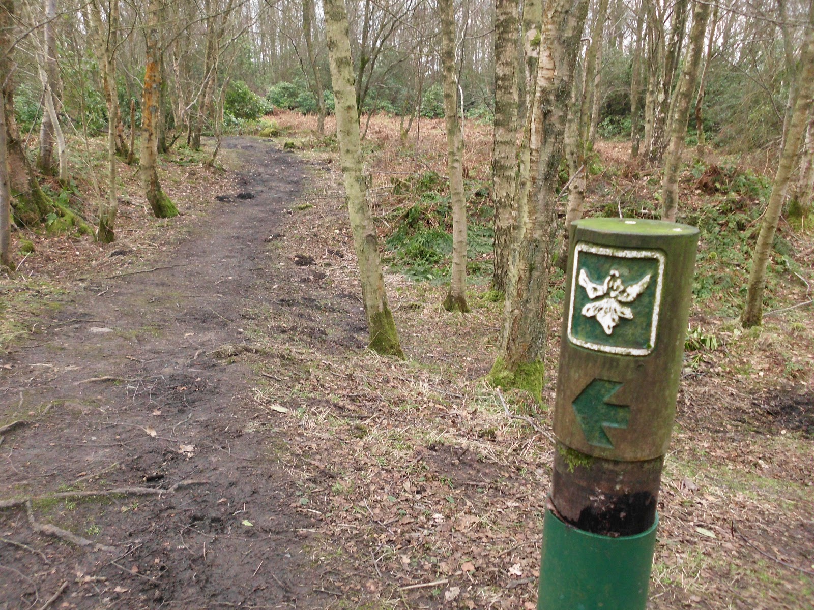 My Daily Walk Plean Country Park, the Woodland Trek