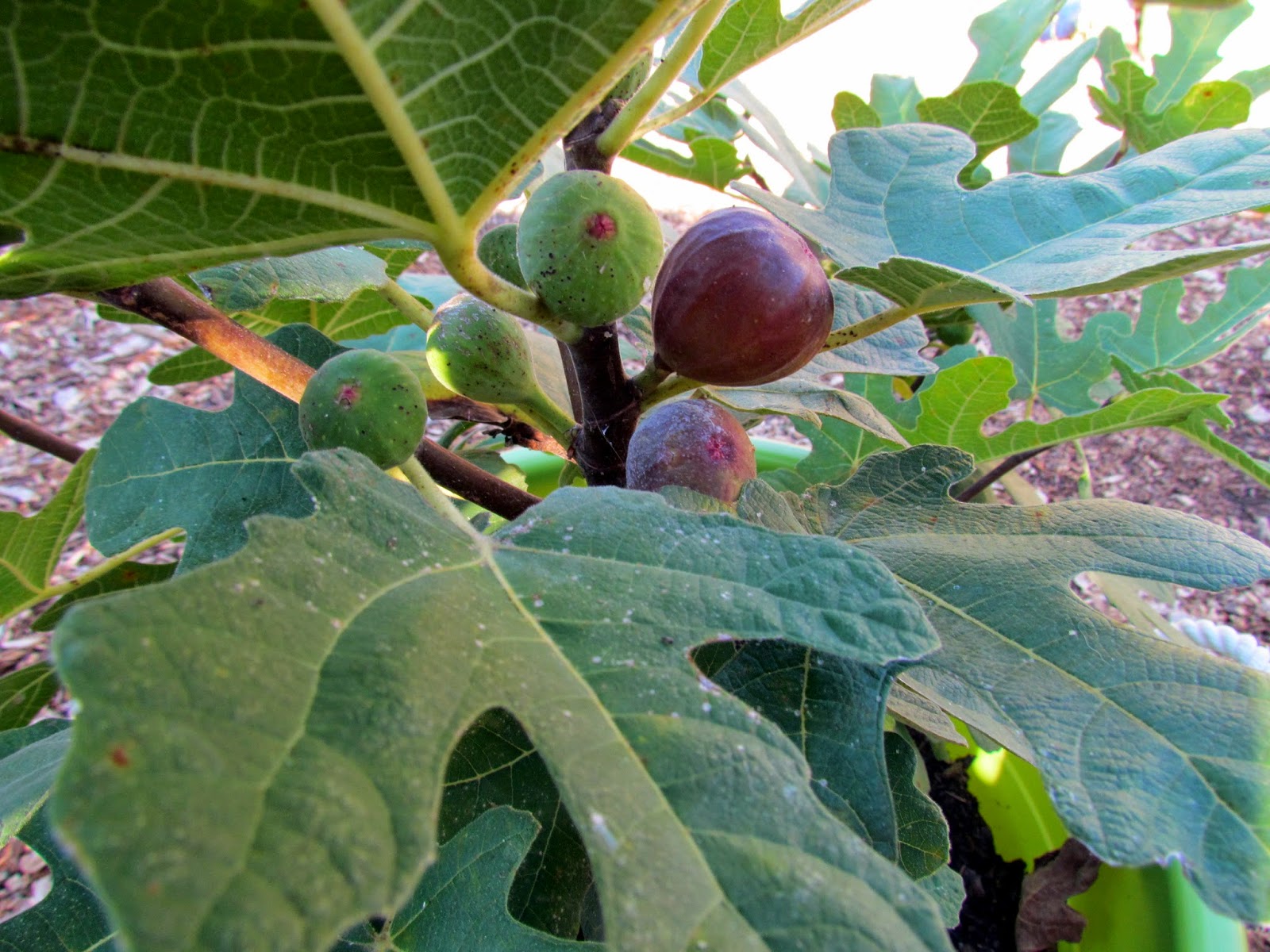 Melody Johnson Fig Season