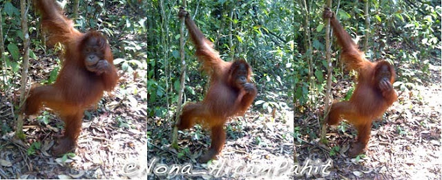 orang utan, kalimantan, indonesia