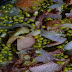 Bacon Pimped Monggo (Mung Bean Soup) Recipe