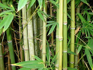 Bamboo Forests of Ethiopia.
